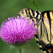 Flutter1_card