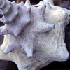 Shelled_thumb