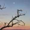 Sagetreemoon_thumb