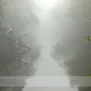 River_mist0028_090906_wm_card