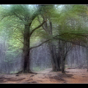 14-4_arboles_card