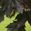 Crimson_maple_leaves_copy_thumb
