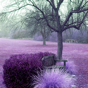 Purps_card