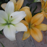 Img_0516_card