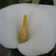 Img_0518_card