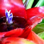Wierdplant_card