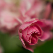 Breaking_away_8x10_card