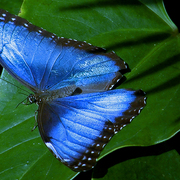 Butterfly_blue_iii_2008b_card