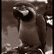 Parrot_card