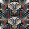 Little-owl_thumb
