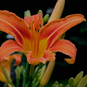 Dsc02845a_card
