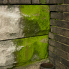 Gathering_moss_thumb
