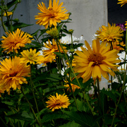 Dsc02875ab_card