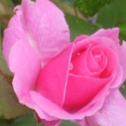 My_photos_027_card