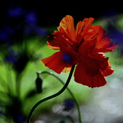 Img_5114afavcroppedab_card