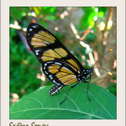 Borboletaok_card
