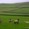 Sheeps_and_walls_thumb