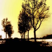 Viale_del_tramonto_card