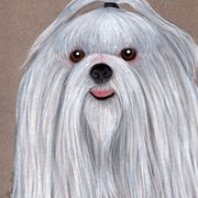Maltese2_card