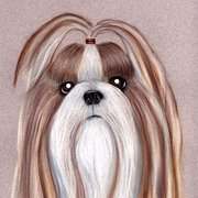 Shihtzu4_card