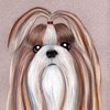 Shihtzu4_thumb