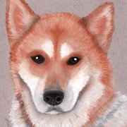 Akita3_card