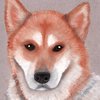 Akita3_thumb