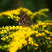 100_2693aa_card