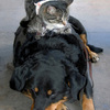 Mousectadogverticlefc_copy_thumb