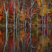 Autumnsite_card