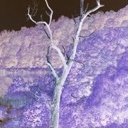 Invert_tree_card