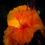 _mg_2057flower_re-editab_card