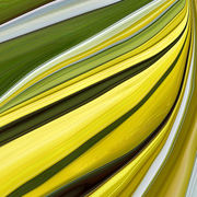 Astrall_lemon_card