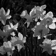 Daffadills_backlite_spring_2008_i_edited-1ab_card