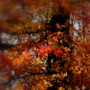 Img_2996picasa3_soft_focus_edit_card