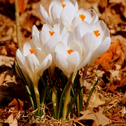 Img_4160a_card