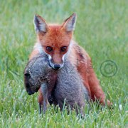 Dsc_0017fox_no_more_shadows_card