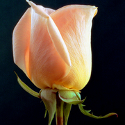 Yellowrose_card