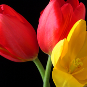 Frenchtulips_card