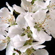 Whitecherryblossoms_card