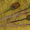 Roseandfeathers_thumb