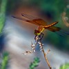 Dsc_0135amber_dragonfly_thumb