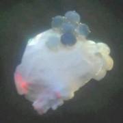 Opals_card