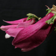 Magnolia_card