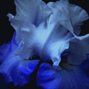 20080525_1022edited_favpse4ab2_card