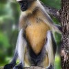 A_monkey_from_kulagi_forest_thumb