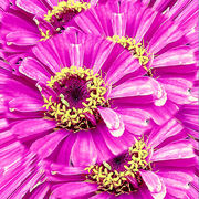 For_ever_pink_card