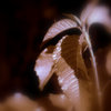 Soft_thumb