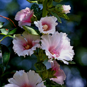 Img_5915ab_fav_card