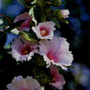 Img_5918ab_card